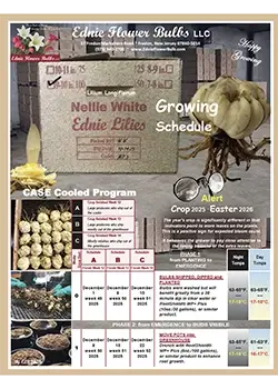 Growing Schedule Case Cooled Nellie White Lily