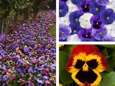 Tagawa Pansies Are Ready