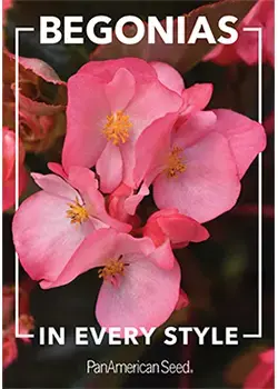 Begonias in Every Style