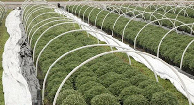Open hoop house filled with mum production