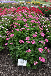 Plant Trial Award Winners for 2023