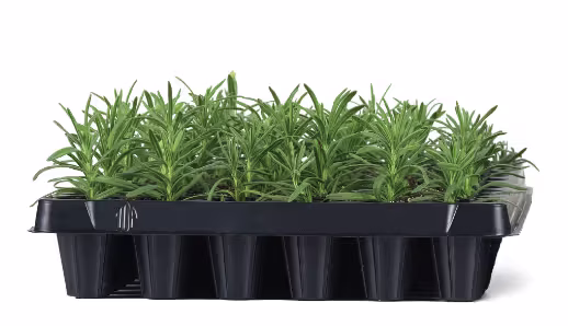 Perennials Liner photo