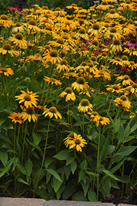 Yellow coneflower - Artisan Yellow Ombre Echinacea