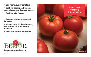 Tomato - Slicer