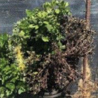 A dying mum with browning and branch loss.