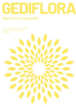 Gediflora Belgium Mums® Catalog 2026