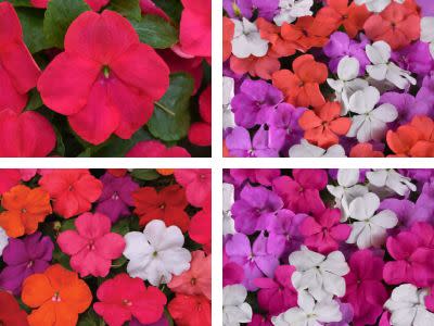 Beacon® Impatiens Announces New Charity and New Varieties