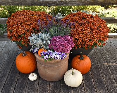 Patio arrangement of fall flowers and pumpkins