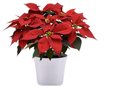 Poinsettia liners from Ball Seed