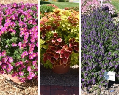 Winners at Colorado State Best of the Best