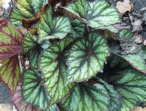 The Ohio State University Field Trials Recap 2021