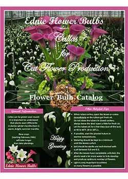 Callas Cut Flowers Ednie Flower Bulbs