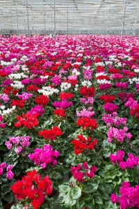 Cyclamen: Order Now