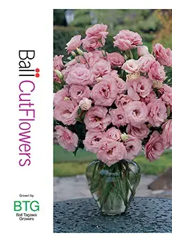 Ball Cut Flowers grown by Ball Tagawa