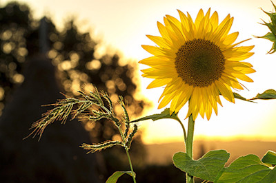 sunflower and tall grass, pixabay.com mploscar-sunflower-1127174