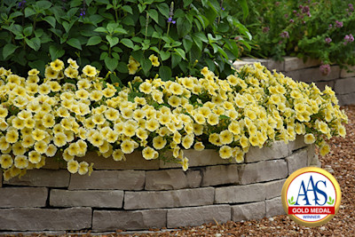 Bee’s Knees Petunia Wins AAS Gold Medal Award