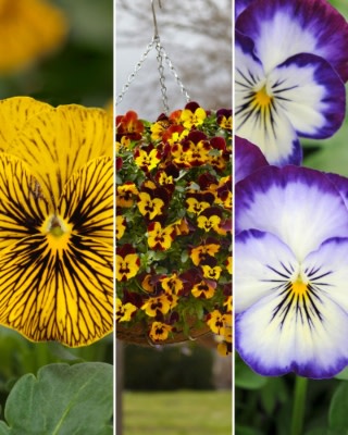 When to Order Fall Pansy Plugs (Video)