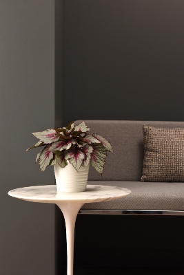 Exotic leafy plant in a white pot on top of a side table