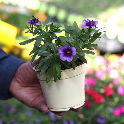 Cabaret Purple Heart photo