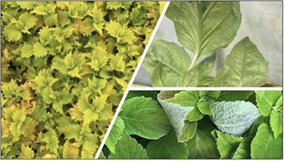 Don't Get Down in the Downy Mildew Dumps (Part 1)