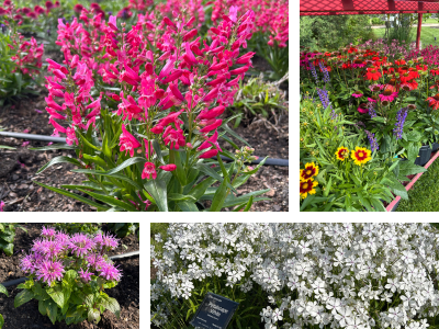 Darwin Perennials Day collage