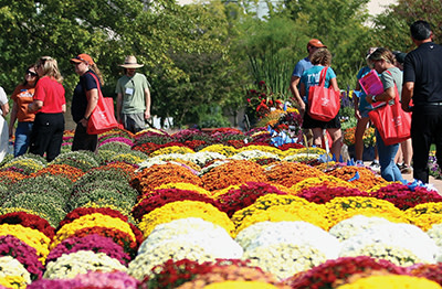People in the garden looking at mums
