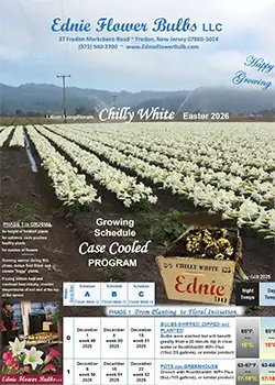 Growing Schedule Case Cooled Chilly White Lily