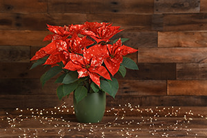 Supporting Poinsettias With Consumer Outreach