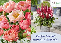 Unex Perennials 2025