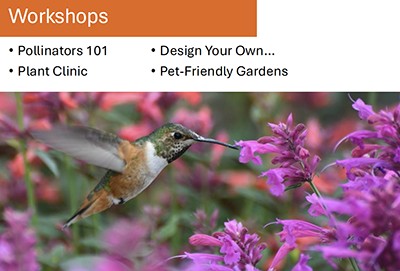 Hummingbird in flight