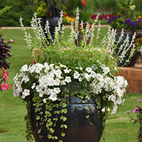 A large-size mixed container filled with white petunias and white salvia.