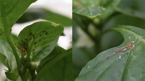 Aphids