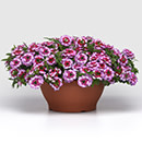 What’s New From Selecta One