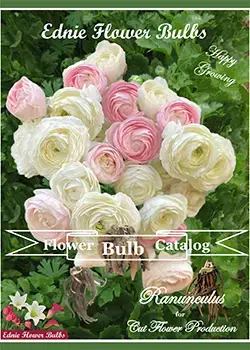 Ranunculus Ednie Flower Bulbs