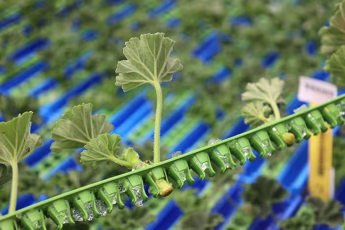 AutoStix Transplant Cuttings