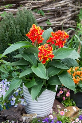New Annuals for 2023