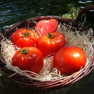 Spring Vegetable Plugs: Order Now (VIDEO)