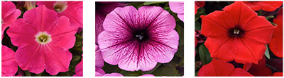 Introducing New Varieties From Ball FloraPlant
