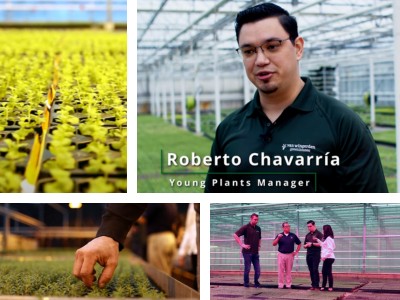 Collage of people in a greenhouse