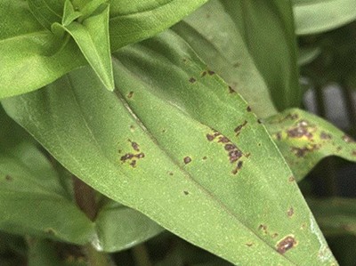 A green leaf with yellow-brown spots and lesions