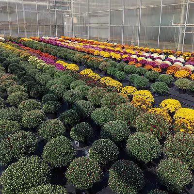 Tour Our Garden Mum Trials