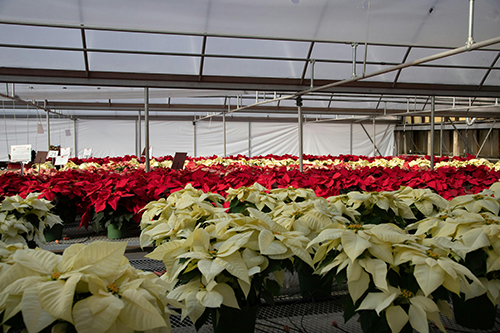 Greenhouse photo of poinsettia