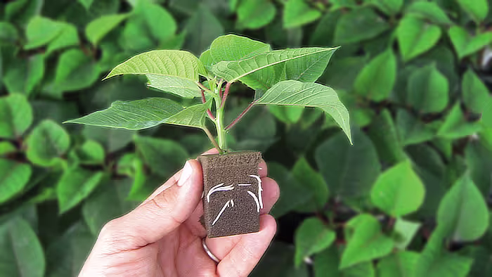 Poinsettias plug photo