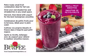 Small Fruit Smoothie Benchcard