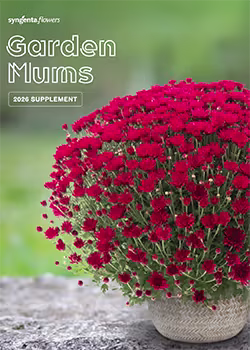 Syngenta® Garden Mums 2026