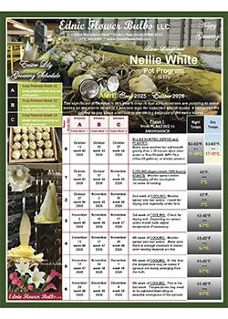 Growing Schedule Pot Program (CTF) Nellie White Lily