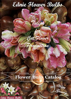 Tulip Cut Flowers Ednie Flower Bulbs