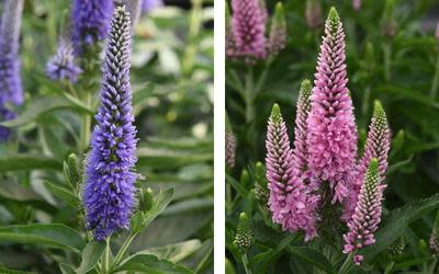 Darwin Perennials Is Stronger Than Ever