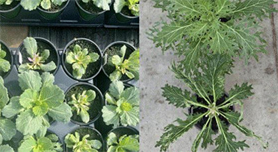 overhead shot of kale and cool-weather crops growing in trays