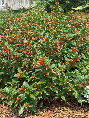 Green foliage with bell-shaped red-orange blooms